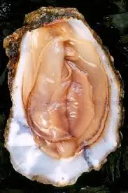 images (9).webp
