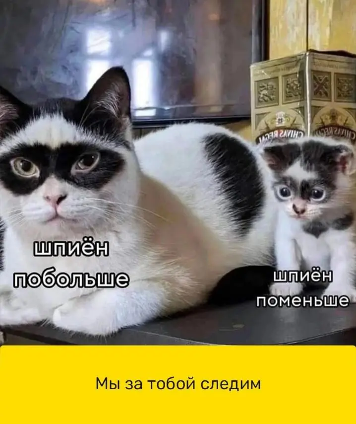IMG-012eddd6e934a541e6e4c8592de37fba-V.webp
