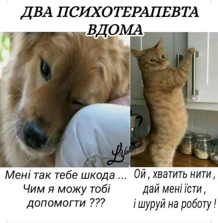 IMG-2550be3071b00b79756c98b3cae72032-V.webp