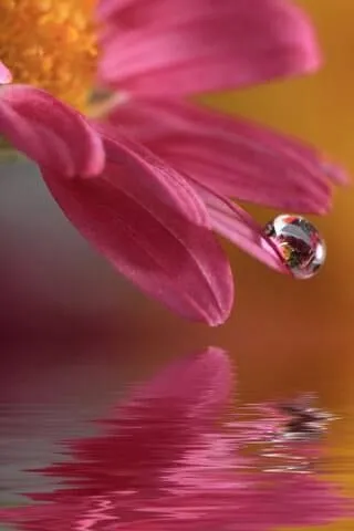 IMG-2a774f39608630ff3d985d3329aef27c-V.webp