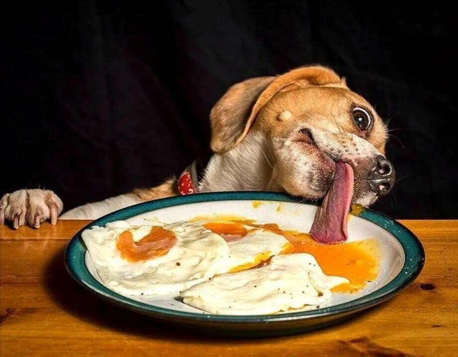 IMG-56f8bbbe563076446f1a4165652b6c8d-V.webp
