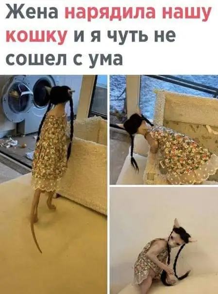 IMG-622b23d543b334d1d5f2efde790e26fe-V.webp
