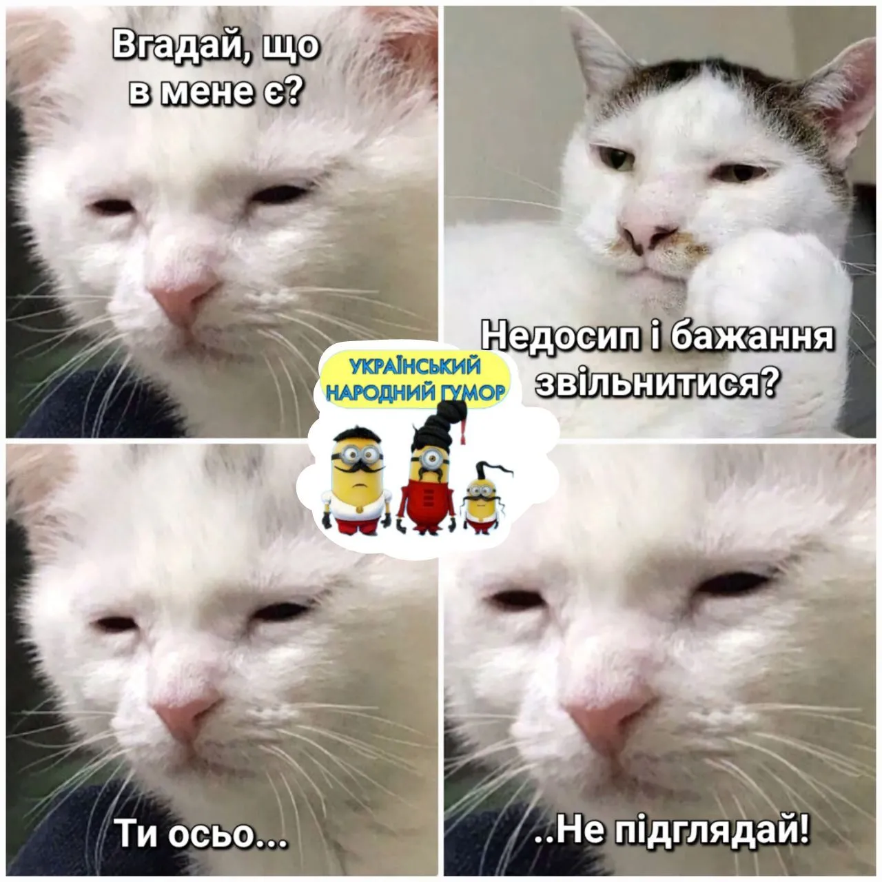 IMG-658016ae9027d600b73fecf40f9f6b6b-V.webp