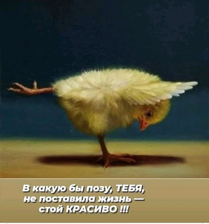IMG-6f6bbf37677a9c3cc4047637725738d6-V.webp