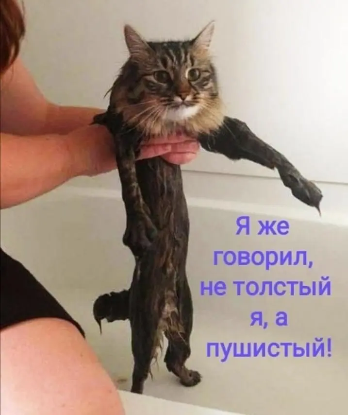 IMG-7b71dc9a15a85adb3de8620a32ce6e5b-V.webp