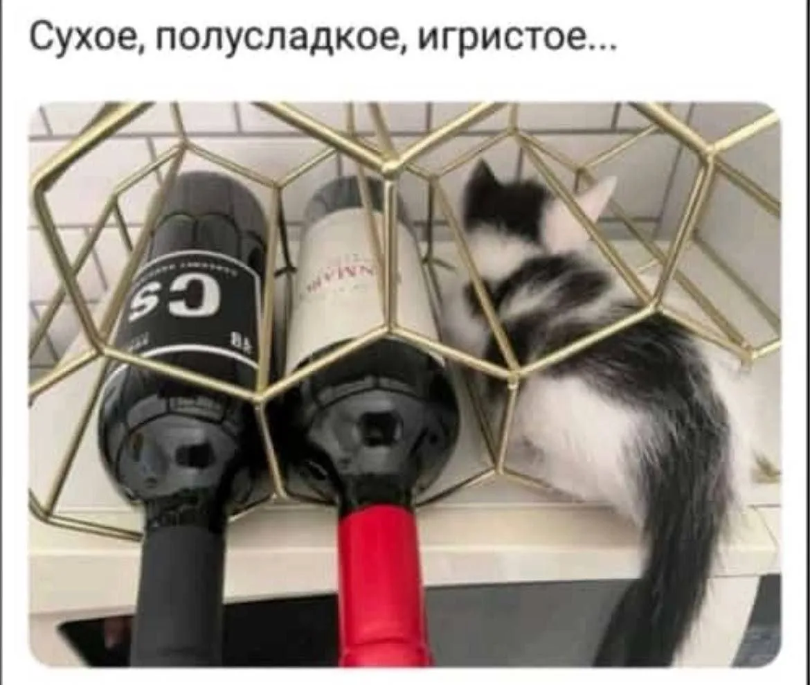 IMG-8bc1cb5e05671cfe5ecf68e763e52a16-V.webp