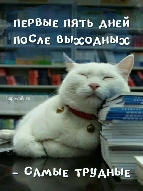 IMG-96931222d44ac0c91bef4b6461d86bb0-V.webp