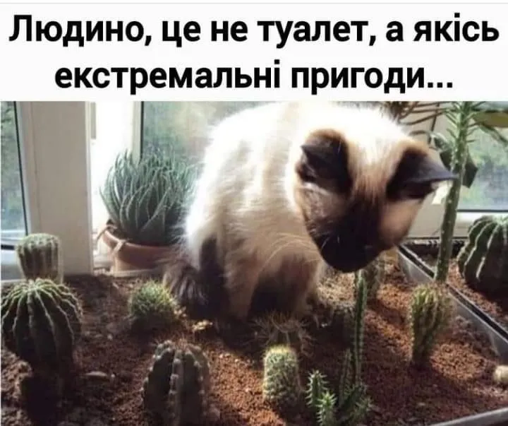 IMG-a87615a2e5487aab9a060749ab42c01d-V.webp