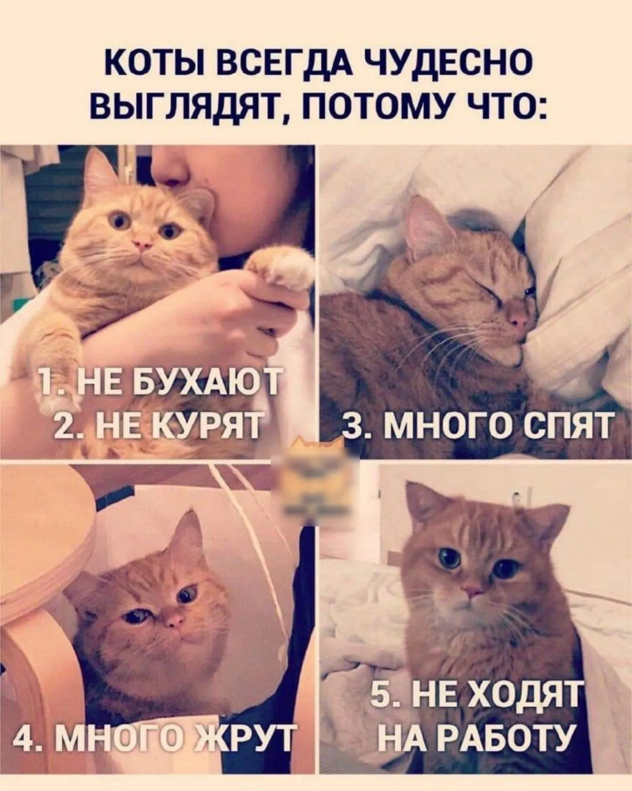 IMG-ad57ee01c2fa7b34a12644e9e02cea2f-V.webp