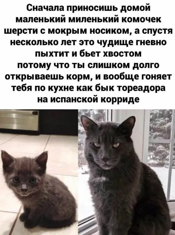 IMG-ade11b7dab5cf89042d25c51f7ad47f4-V.webp