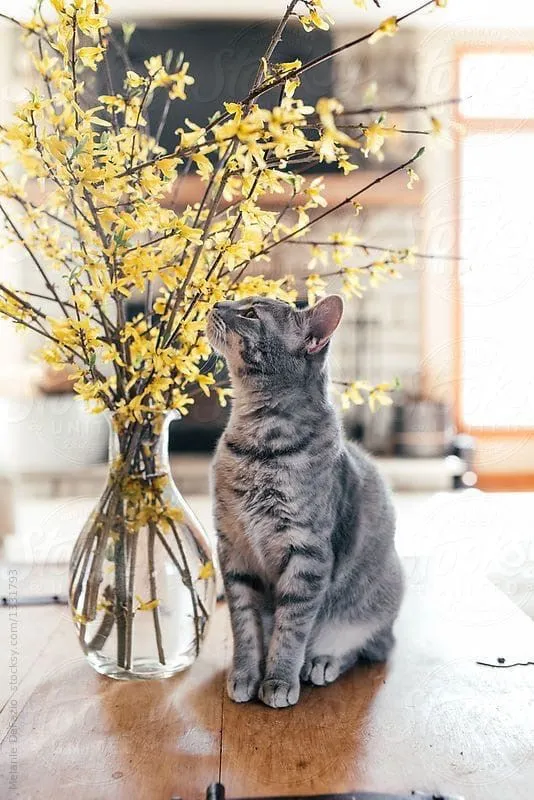 IMG-caf45d7eb2d24596f771b7928bad5bce-V.webp