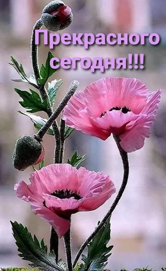 IMG-cb46b0d66badc046ae7b13d97247414d-V.webp