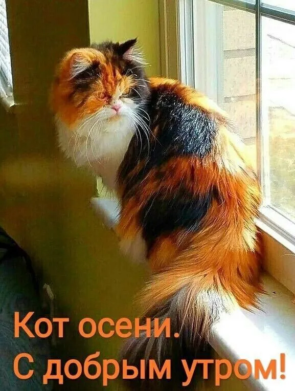 IMG-da12194e5fe6e8b98eae8db3367e18c9-V.webp