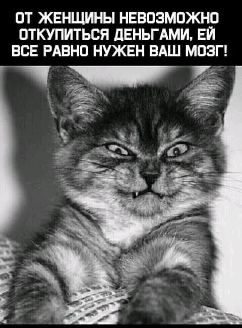IMG-e1eda83e0178532026570b8a5a4a4df0-V.webp