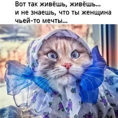 IMG-e264248066bb9274508a5ca9003ea114-V.webp