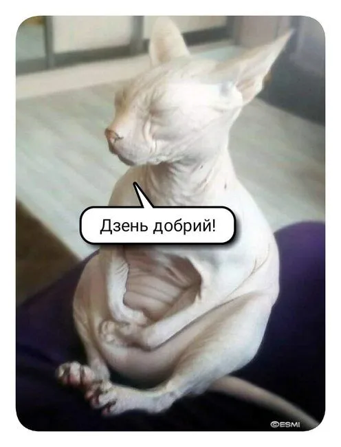 IMG-e495340d9d5b5e20f21ecd297396322e-V.webp