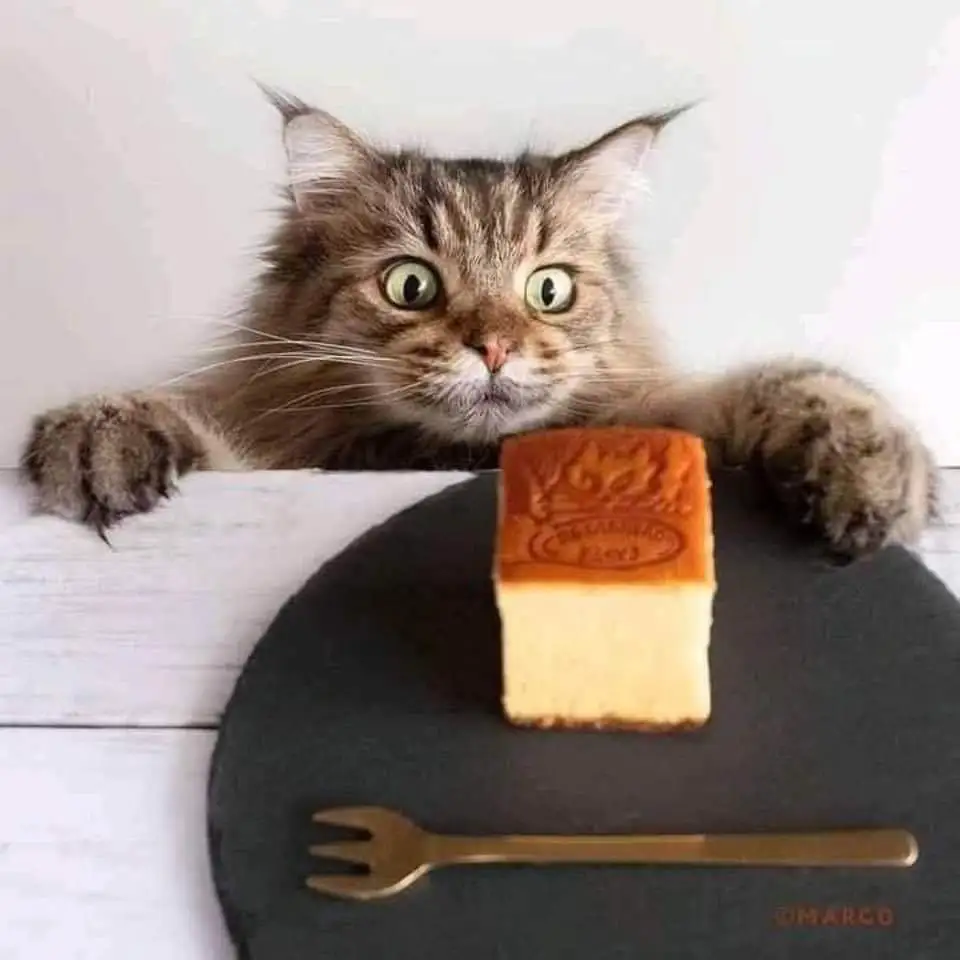 IMG-e9396d634863fc8db781a99efa7dd9d5-V.webp