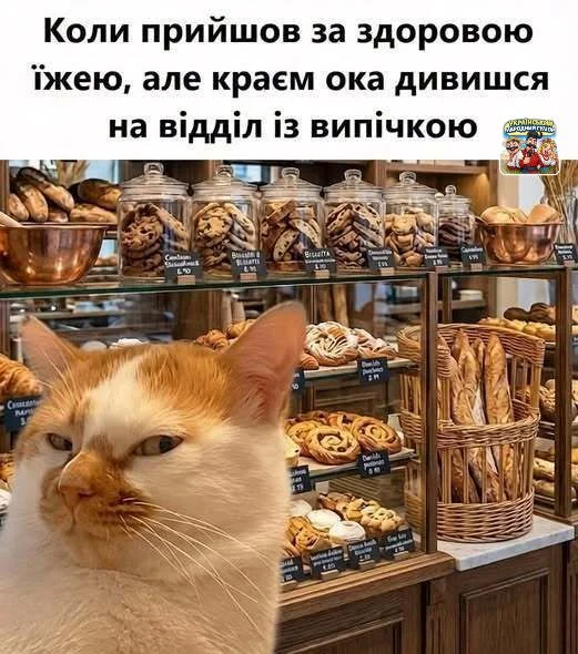 IMG-fa626b1bd0d0003f075213797aab2a00-V.webp
