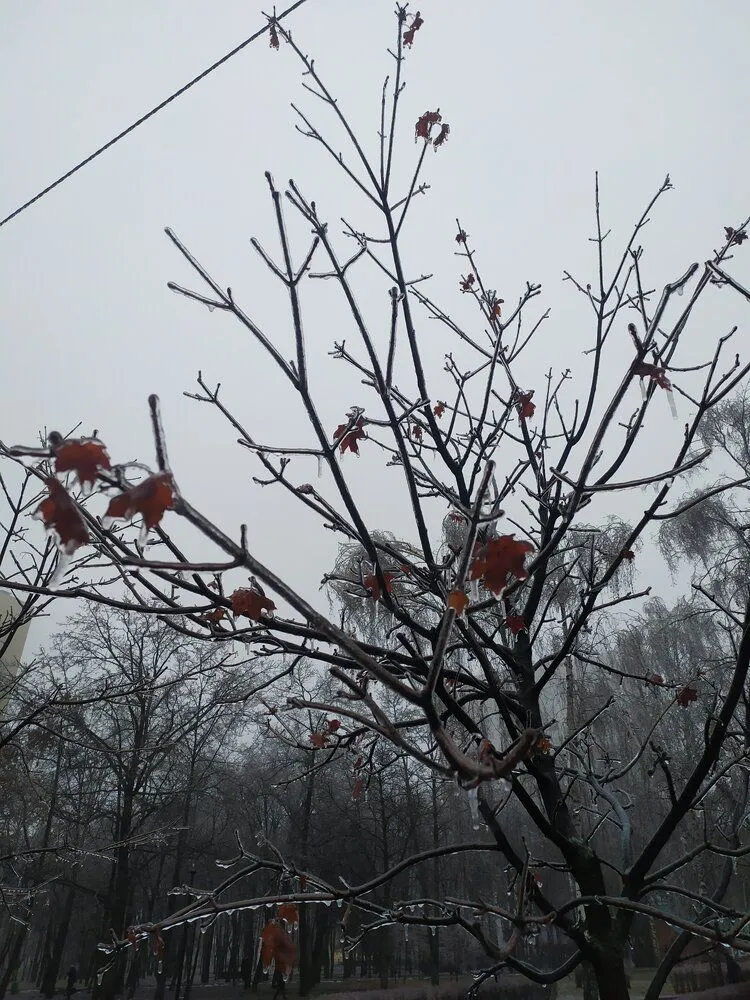 IMG_20211209_085634.webp