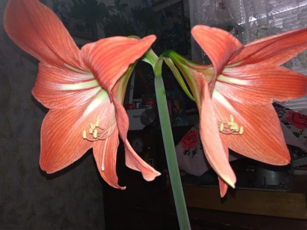 IMG_20220331_161057.webp