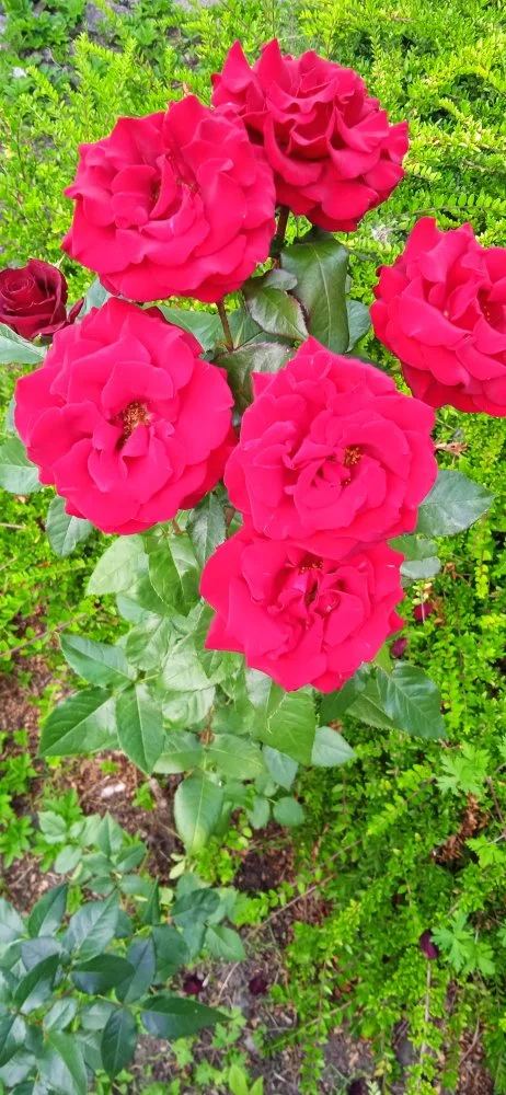 IMG_20220704_134154.webp