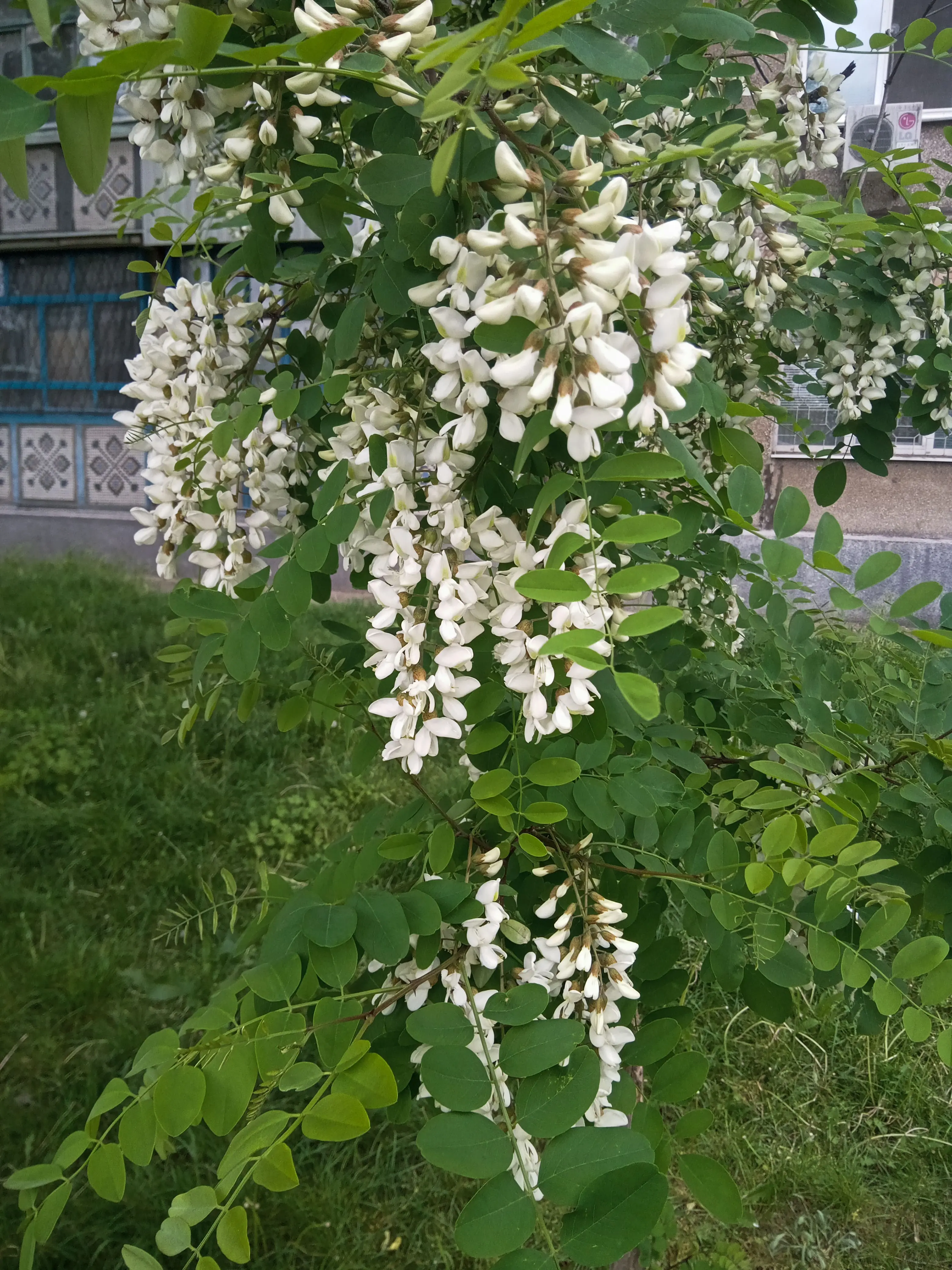 IMG_20240505_171311_467 (1).webp