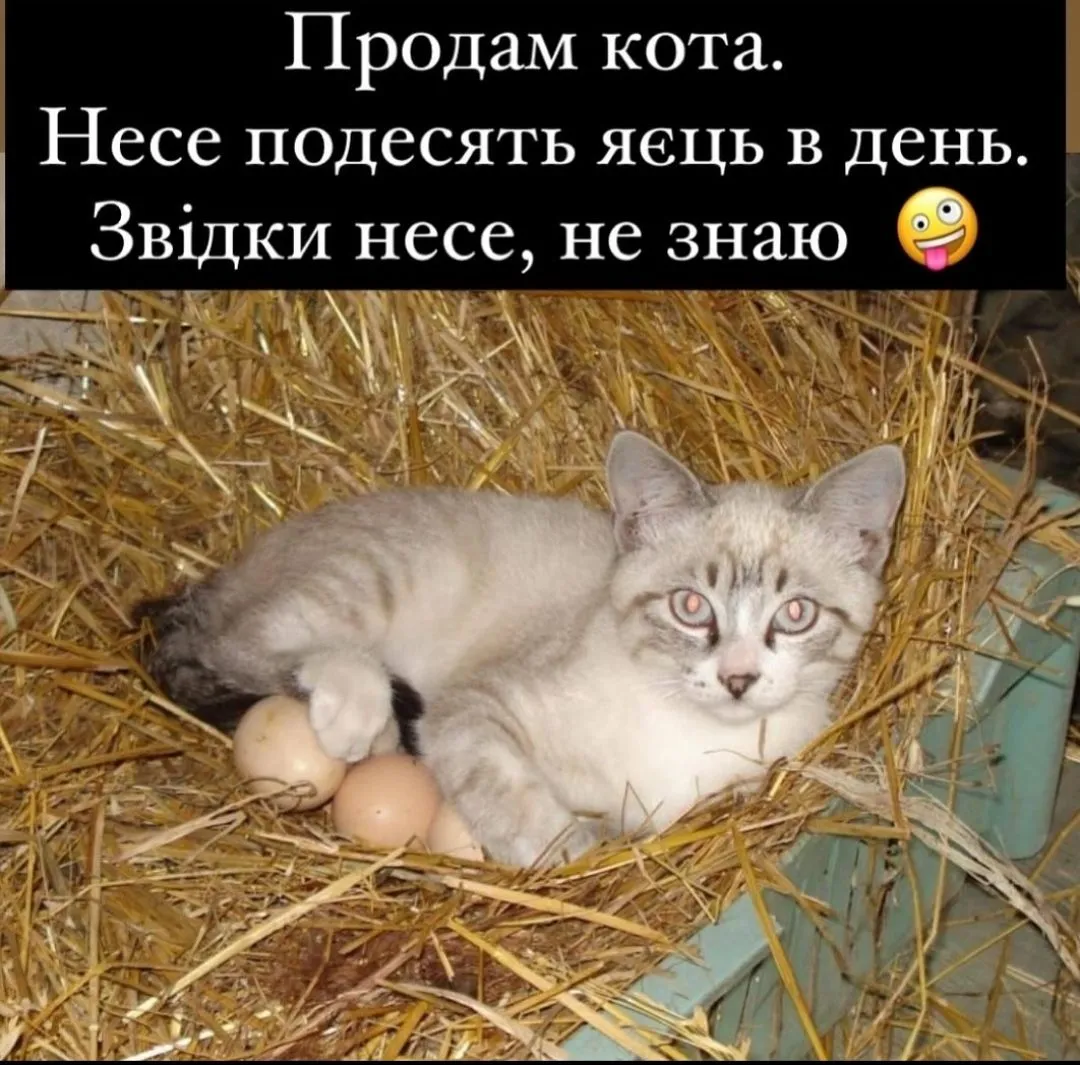 IMG_20240612_030919.webp