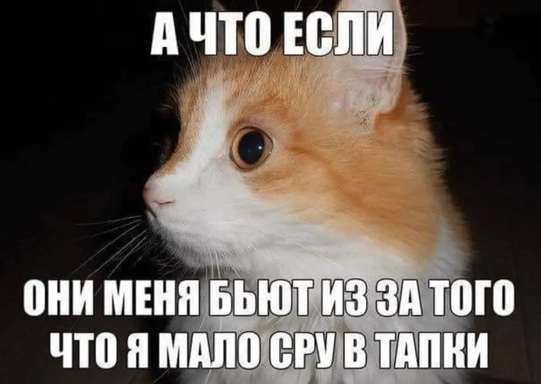 IMG_20240813_183711.webp