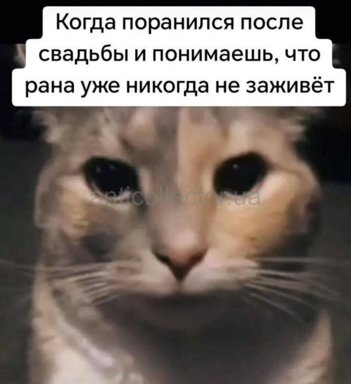 IMG_20251020_054351_113.webp