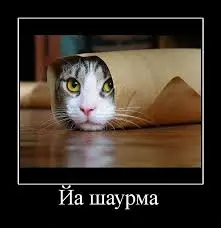 ind1ex.webp