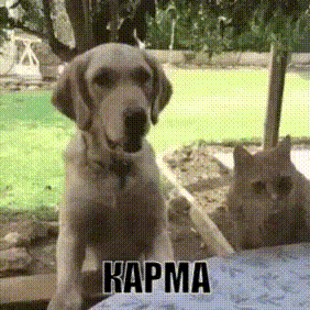 karma-cat.gif