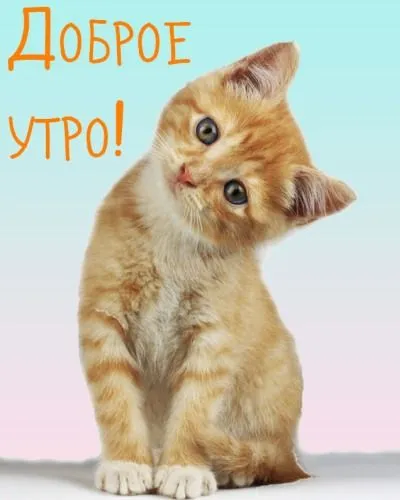 kartinki_s_dobrym_utrom_prikolnie.webp
