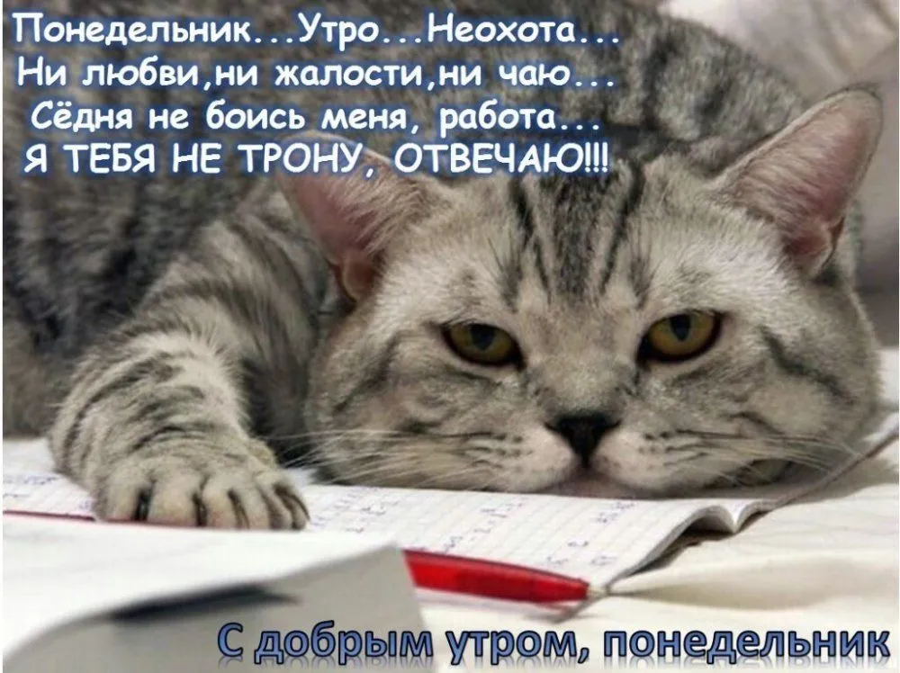 Картинки-с-добрым-утром-прикольные-в-понедельник003-1024x765.webp