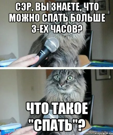 kot-intervyu_39753343_orig_.webp