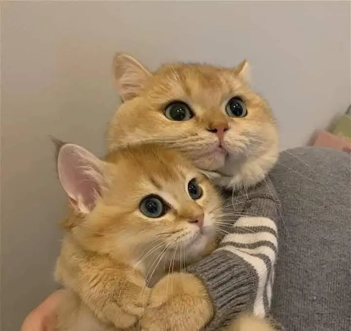 котэ-свитер-6391613.webp