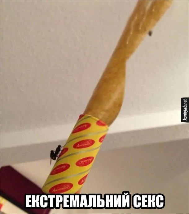 muhy-seks-plivka.webp