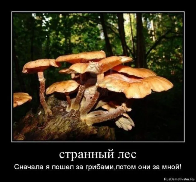 prikolnye-kartinki-pro-gribnikov-17.webp