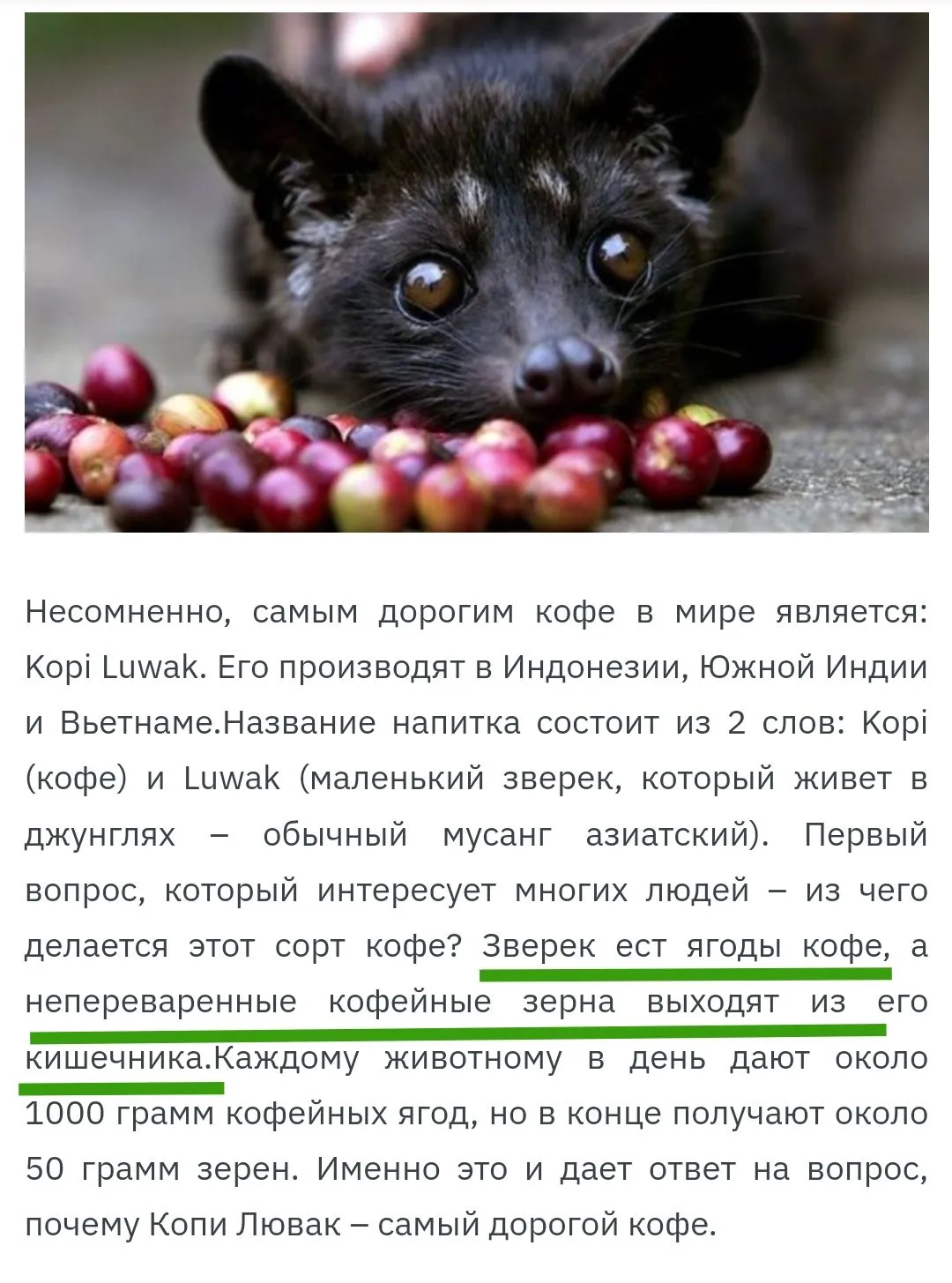 Самый дорогой кофе в мире