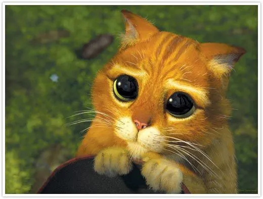 shrek_cat.webp