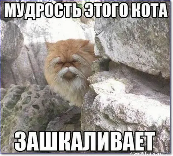 Smeshnye-foto-zhivotnyh-s-nadpisyami-44-600x542-world68.spcs.bio.webp