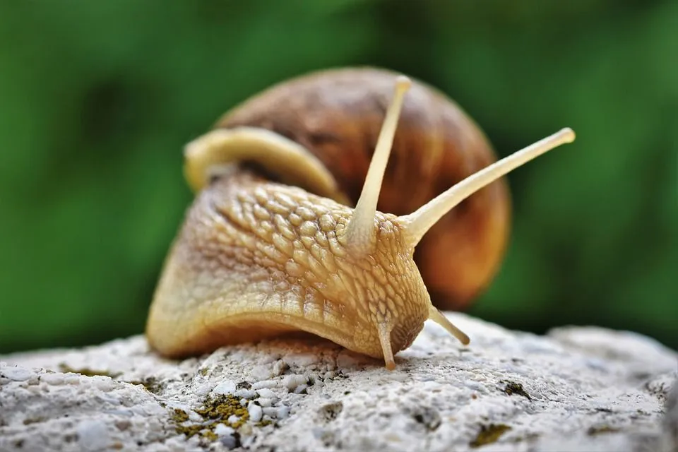 snail-4345504_960_720.webp