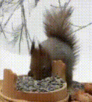 squirrel-eat.gif