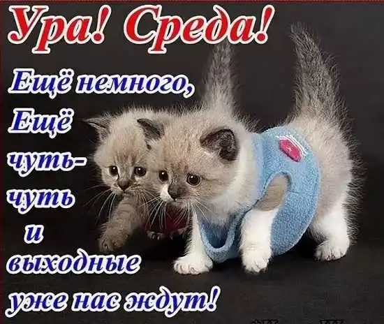 среда-картинки-прикольные-с-надписями-скачать-бесплатно-б.webp