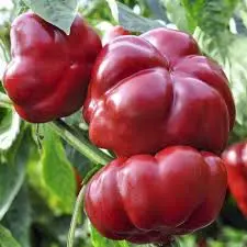 завантаження (2).webp