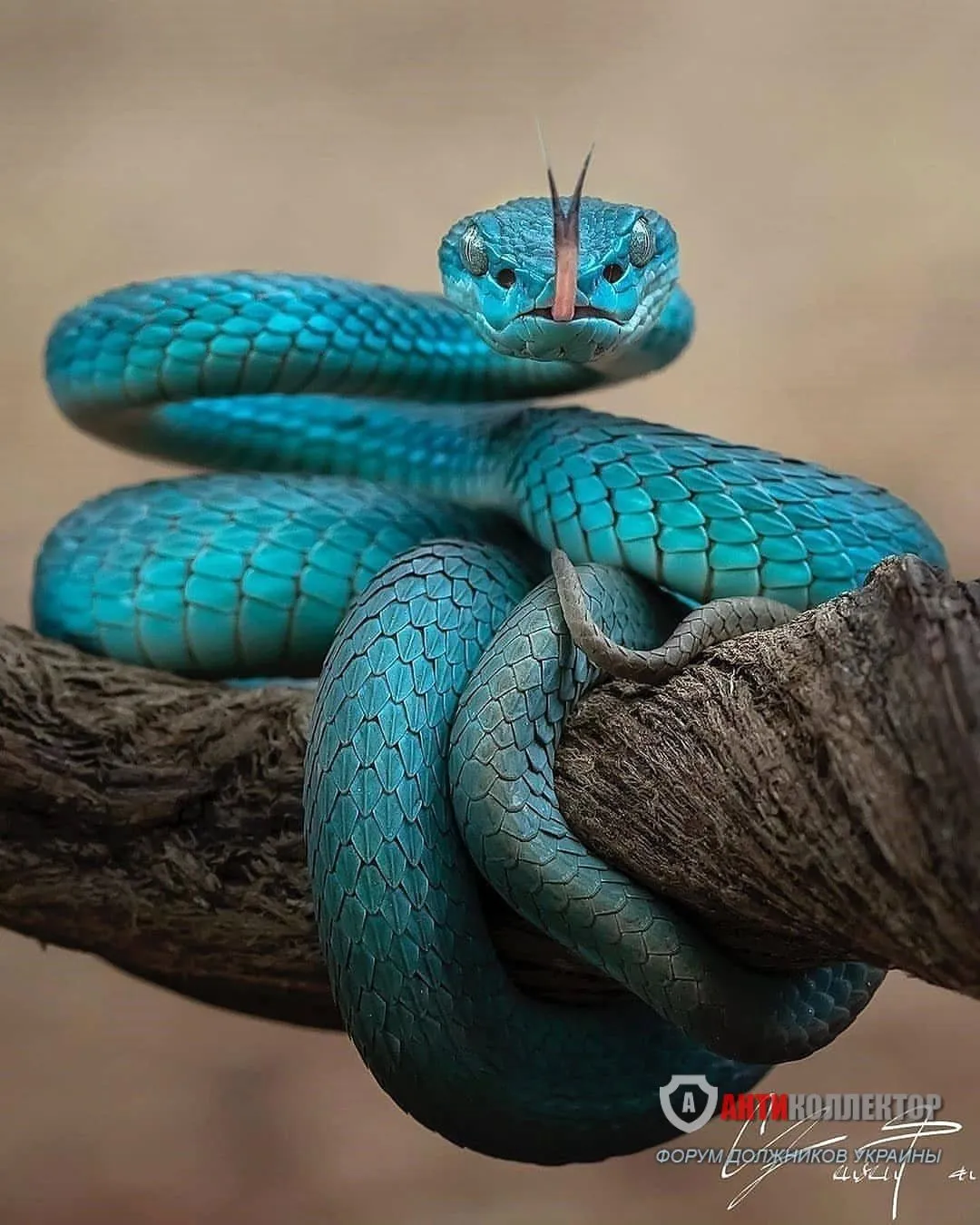 змея-живность-6077963.webp