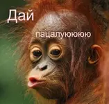 VK.webp