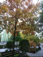 IMG_20211018_092541.webp