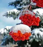 IMG-2f5987032acd938f96bd53dfd64a0acb-V.webp