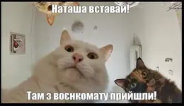IMG-7e805f2fb30724daba203a6b017eac9b-V.webp