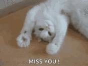 GIF-9faa8c3f5592cb091ef10295042a0c02.gif